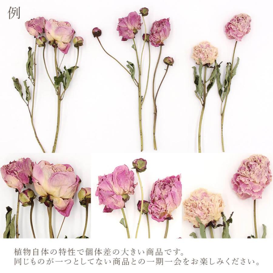 ドライフラワー 花材 即日出荷 ピオニー ナチュラルピンク スワッグ