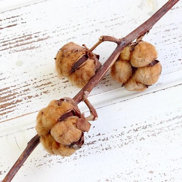 専用コットン　ドライフラワー花材 専用＊コットン ドライフラワー花材