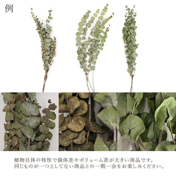 ドライフラワー 花材 即日出荷 ユーカリ・ドライ ショート ドライフラワー 花材 即日出荷 ユーカリ・ドライ ショート
