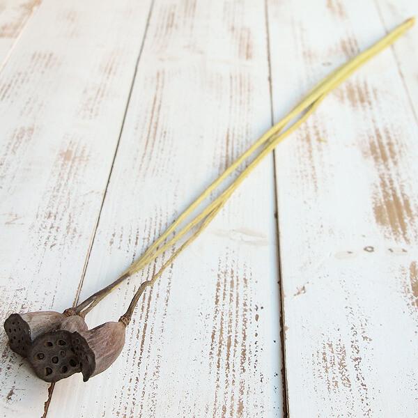 ドライフラワー 即日出荷 Coretrading 小 蓮の実 信託 ナチュラル ステム付き