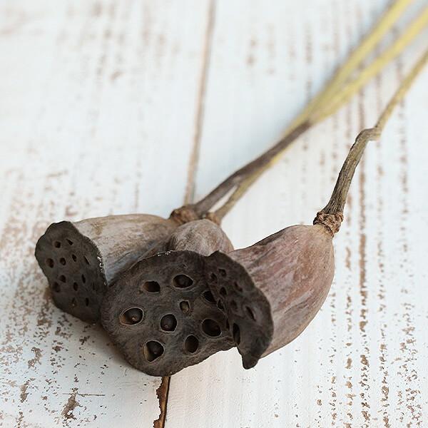 ドライフラワー 即日出荷 Coretrading 小 蓮の実 信託 ナチュラル ステム付き