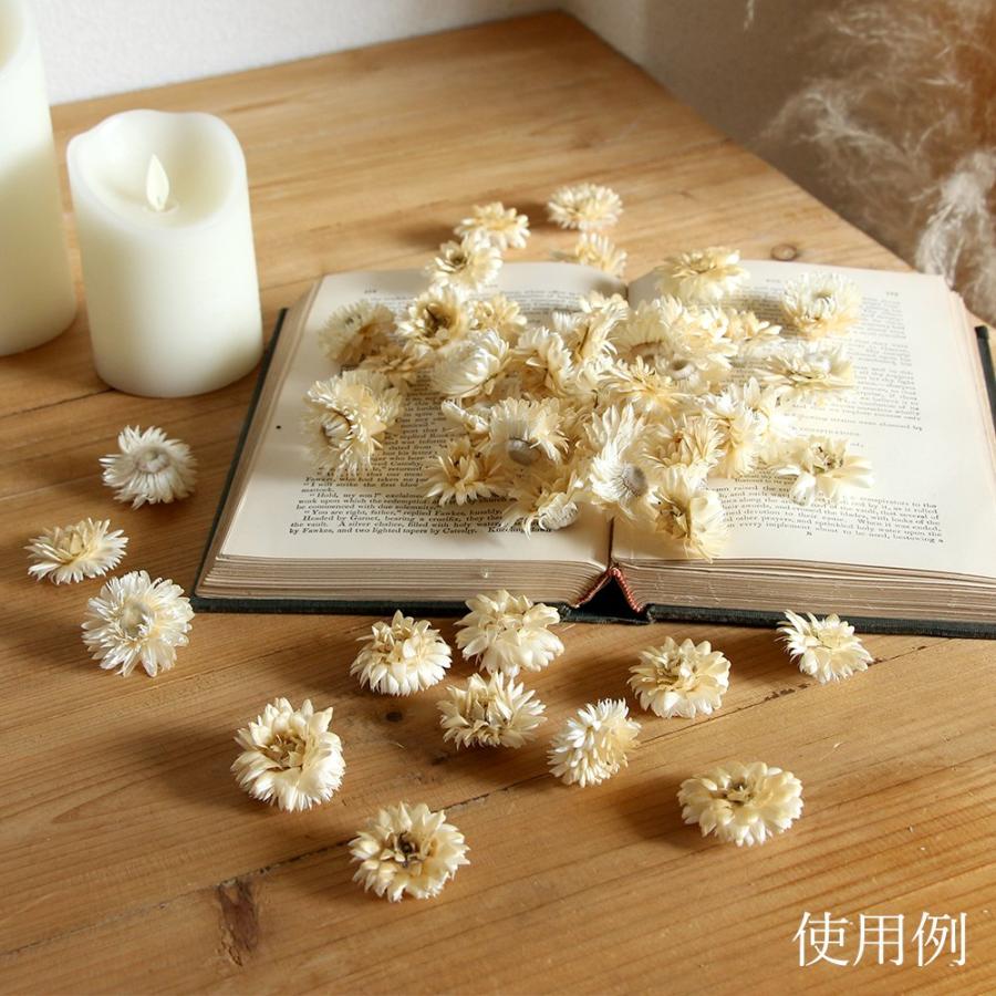 ドライフラワー 花材 即日出荷 ヘリクリサム・ブルーミング ドライフラワー 花材 即日出荷 ヘリクリサム・ブルーミング