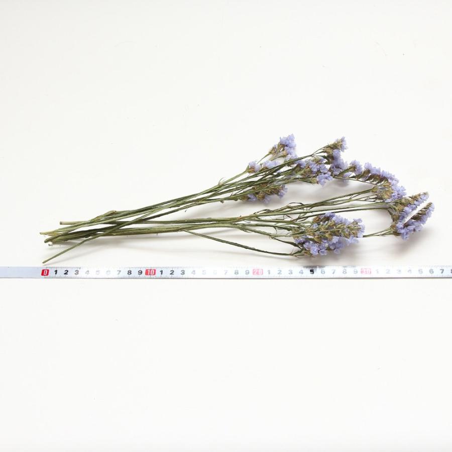 ドライフラワー 花材 即日出荷 スターチス アイスブルー 素材 ドライフラワー 花材 即日出荷 スターチス アイスブルー 素材