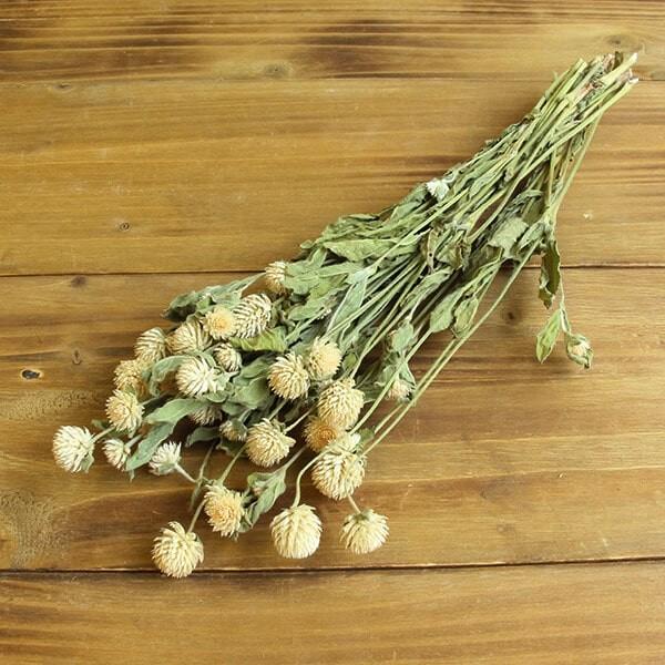 ブランド買うならブランドオフ ドライフラワー 即日出荷 Coretrading センニチコウ ナチュラル