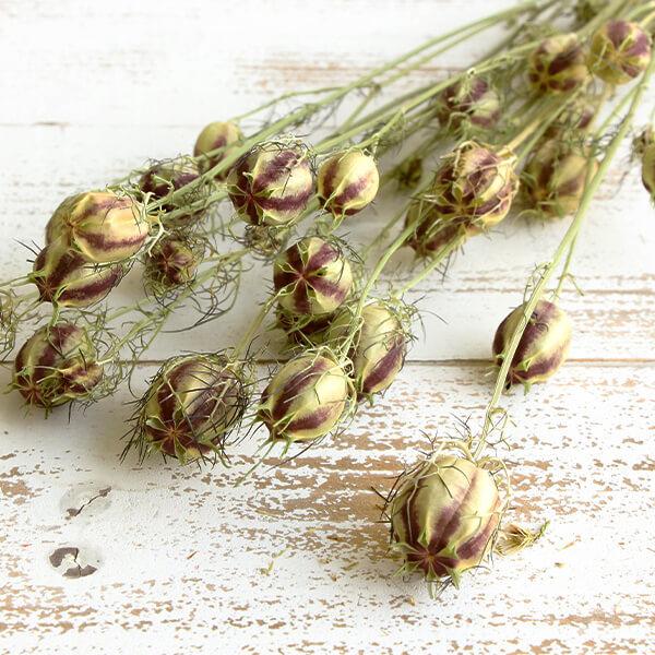 ドライフラワー 花材 即日出荷 ニゲラ ナチュラル ※画像と色差がある