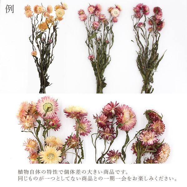 ドライフラワー 花材 即日出荷 ヘリクリサム・ナチュラルステム