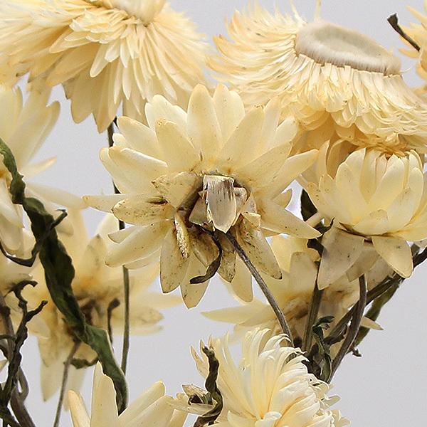 ドライフラワー 花材 即日出荷 ヘリクリサム・ナチュラルステム