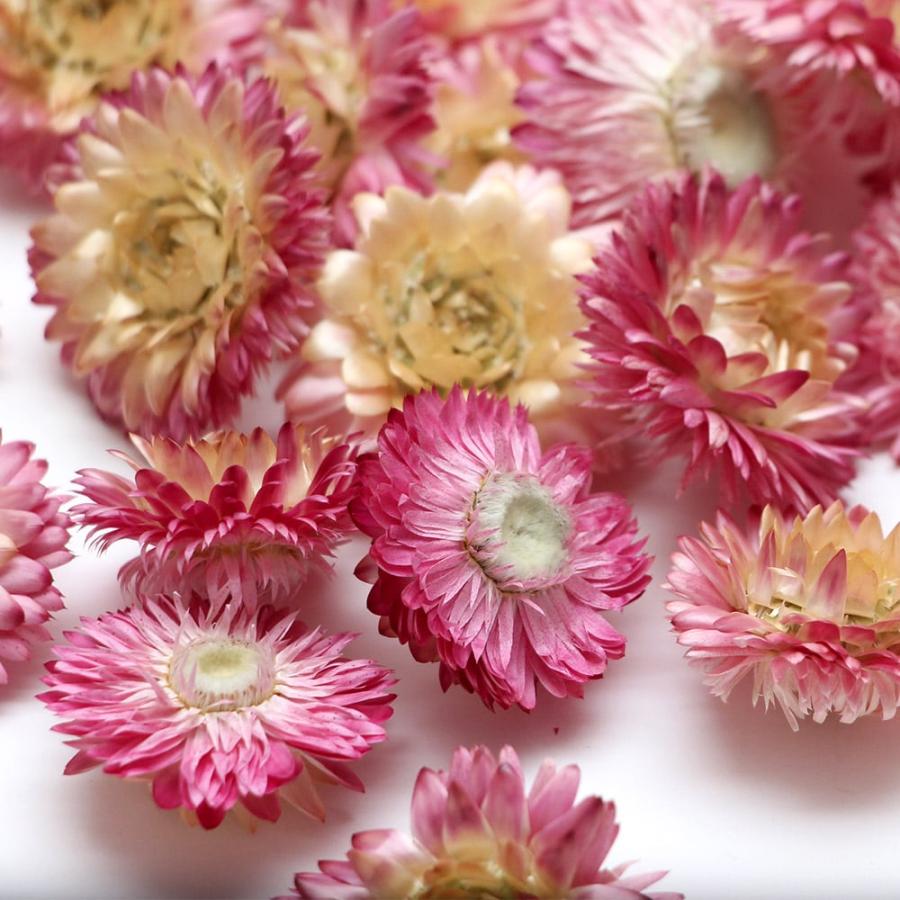 ドライフラワー 花材 即日出荷 ヘリクリサム・ヘッド・ナチュラル