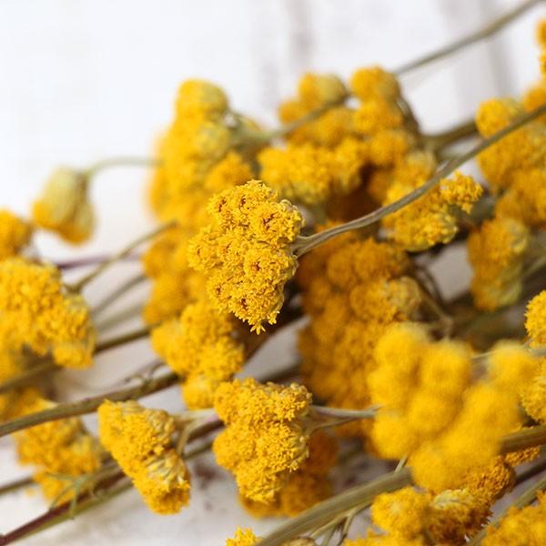 ＊Natural＊秋から冬のイエロースワッグ☆ドライフラワースワッグ ドライフラワー 花材 即日出荷 ローナス スワッグ ブーケ ドライ