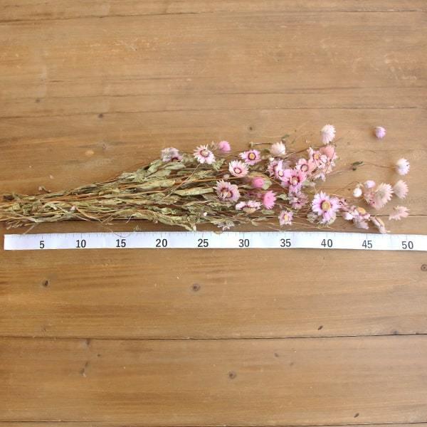 ドライフラワー 花材 即日出荷 ローダンセ・ナチュラルピンク