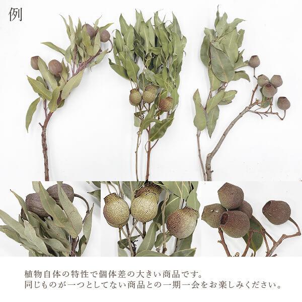 P5倍中 2/2 09:59迄】 ドライフラワー 花材 即日出荷 ガンベルズ