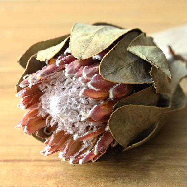 残り一点限り プロテア レディディ３本 全商品ポイント2倍 ハンドメイド Missnativeamericanusa Com