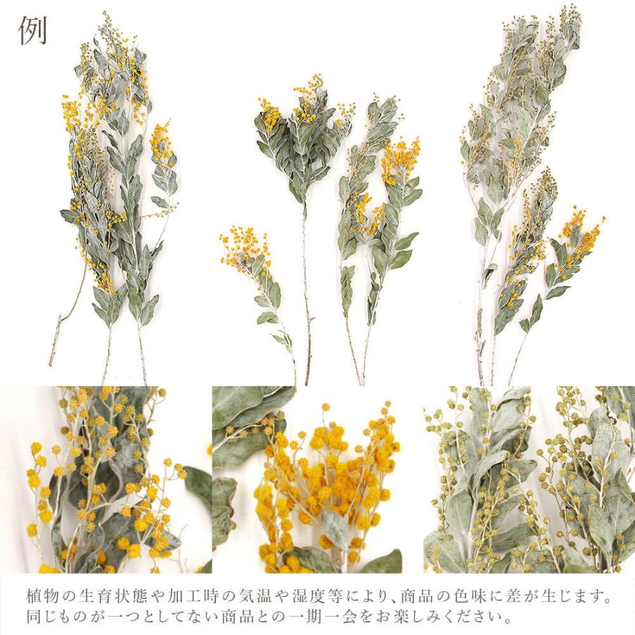P5倍中 2/2 09:59迄 爆買】 ドライフラワー 花材 即日出荷 ミモザ