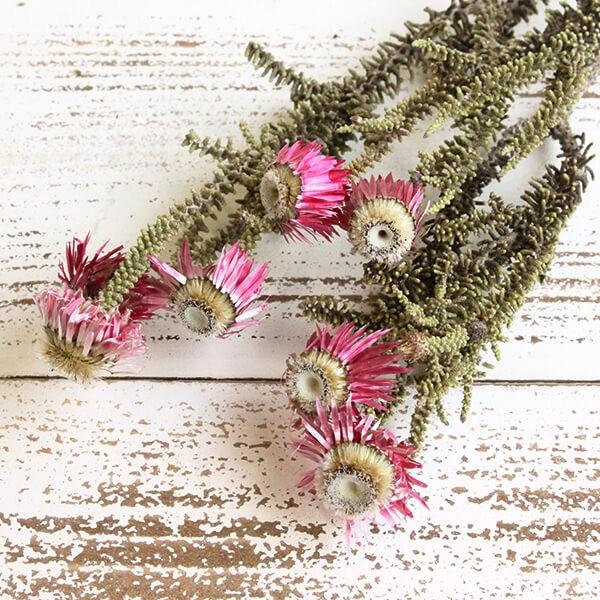 ドライフラワー 花材 即日出荷 【60%OFF】特価 フェノコマ(在庫限り