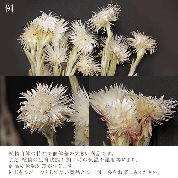 ドライフラワー 花材 即日出荷 シルバーデージー シルバーデイジー