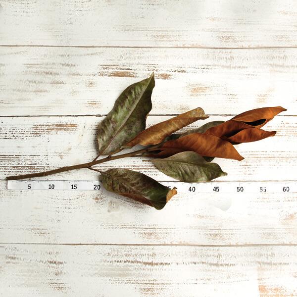 P5倍中 12/16 09:59迄】 ドライフラワー 花材 即日出荷 マグノリア