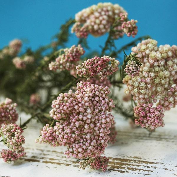 ドライフラワー 花材 即日出荷 ライスフラワー・ドライ ナチュラル