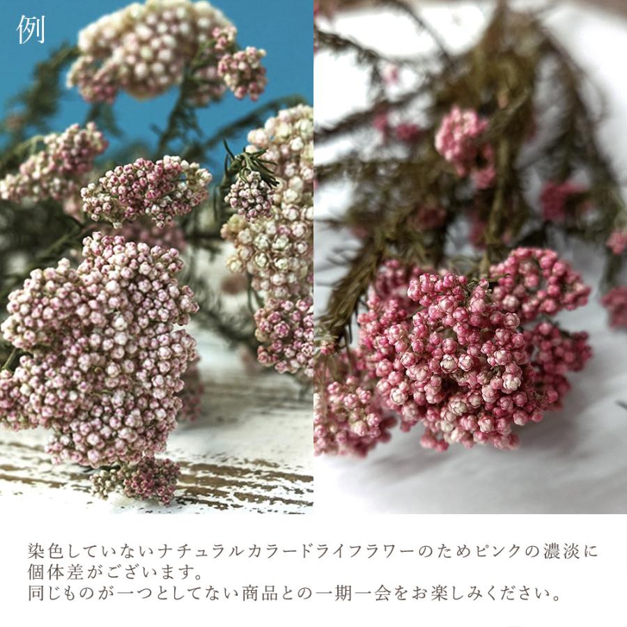 ドライフラワー 花材 即日出荷 ライスフラワー・ドライ ナチュラル