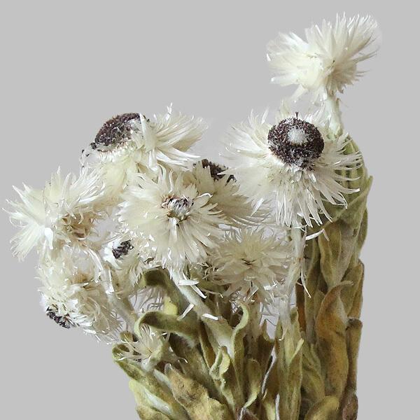 専用＊野の花2種　フェイクスワッグ 専用＊野の花2種　フェイクスワッグ