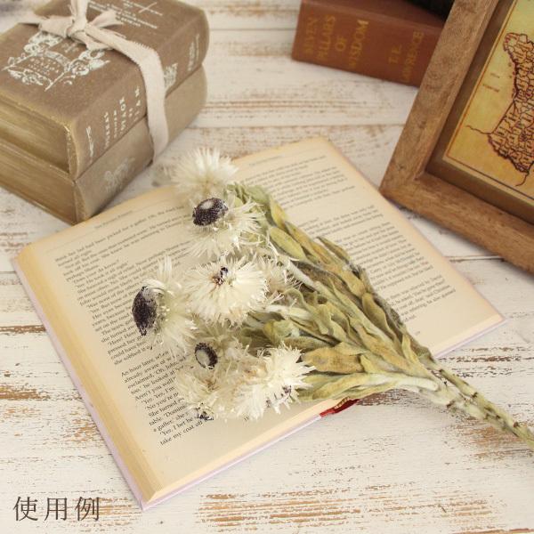 ドライフラワー 花材 即日出荷 【40％OFF】期間限定特価 ケープスノー