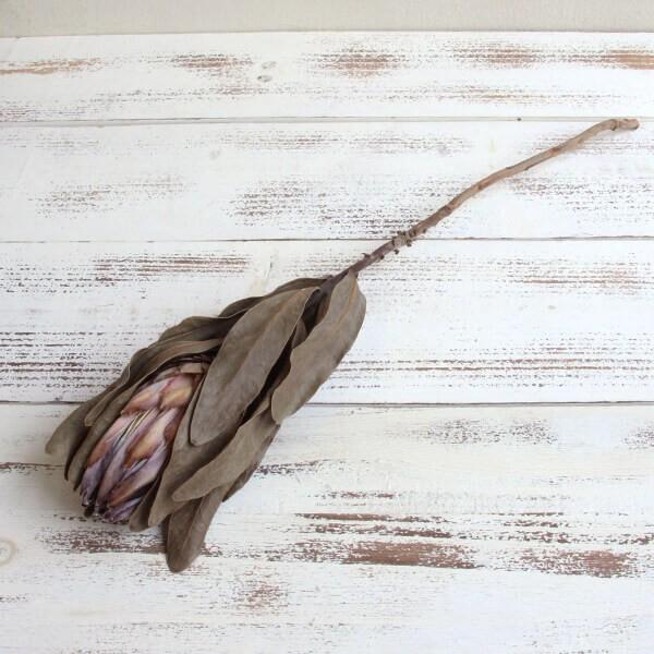 ドライフラワー 今だけ限定15 Offクーポン発行中 即日出荷 Coretrading プロテア シルビア インテリア ナチュラルドライフラワー ナチュラル 花 ドライ 自然素材