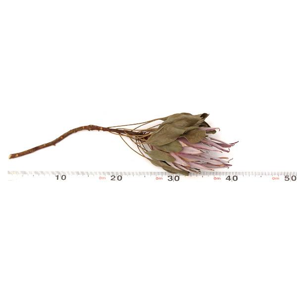 ドライフラワー 花材 即日出荷 キングプロテアSS ナチュラル ドライフラワー 花材 即日出荷 キングプロテアSS ナチュラル