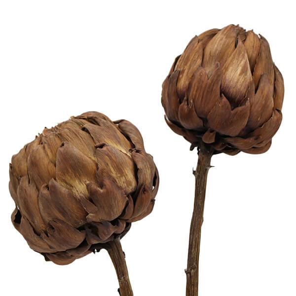 ドライフラワー 花材 即日出荷 Coretrading アーティチョーク ナチュラル 花材 スワッグ 材料 リース ブーケ ワイルドフラワー 花 Cor 造花ドライフラワー専門問屋花びし 通販 Yahoo ショッピング