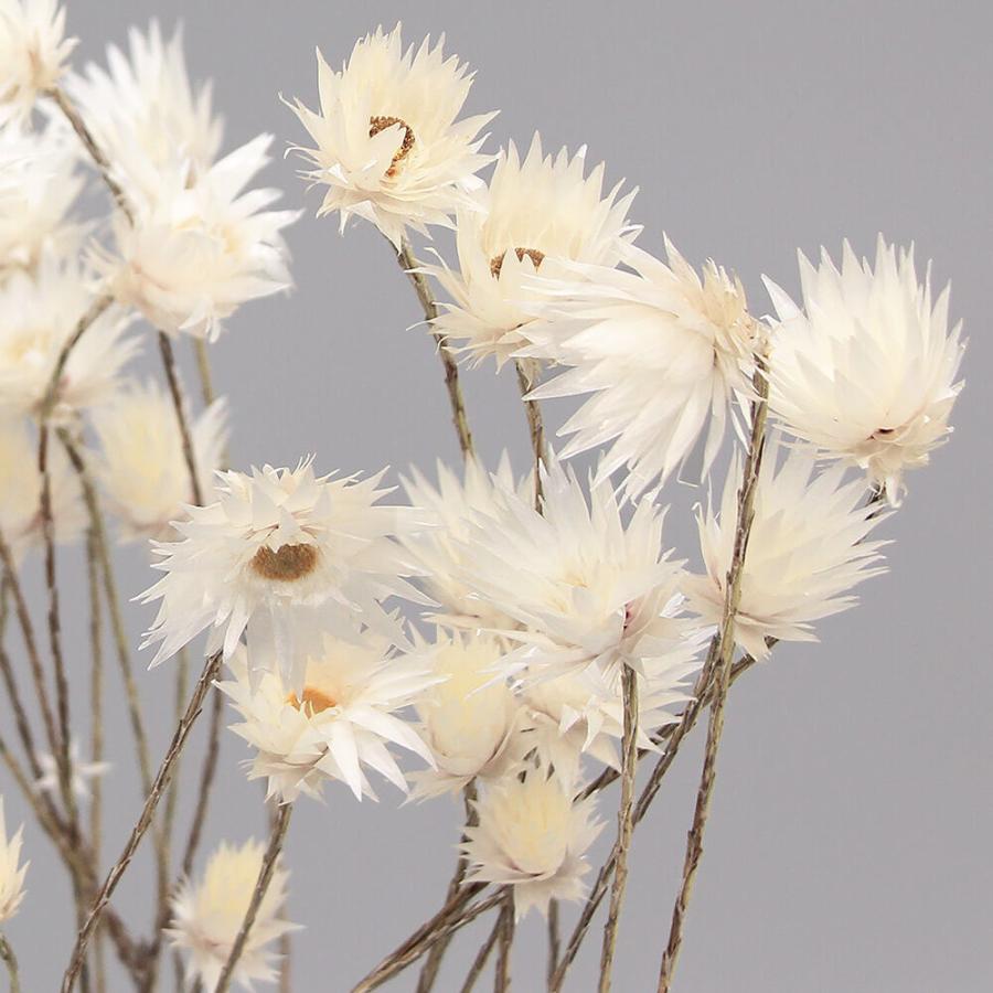 ドライフラワー 花材 即日出荷 Coretrading エバーラスティング シャイニー ナチュラル 花材 材料 白 ホワイト パーツ スワッグ Cor 造花ドライフラワー専門問屋花びし 通販 Yahoo ショッピング