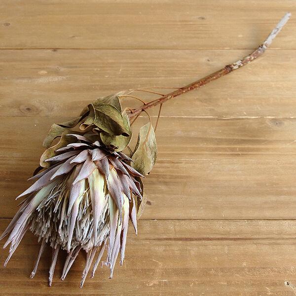 記念日 ドライフラワー 即日出荷 Coretrading キング プロテアs 自然素材 プリ ドライ ナチュラルピンク系 ナチュラルドライフラワー