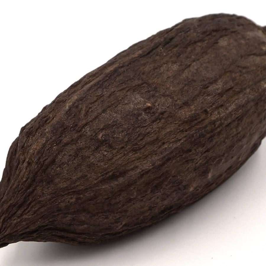 ドライフラワー 花材 即日出荷 カカオホール・小 ナチュラル ※小サイズ