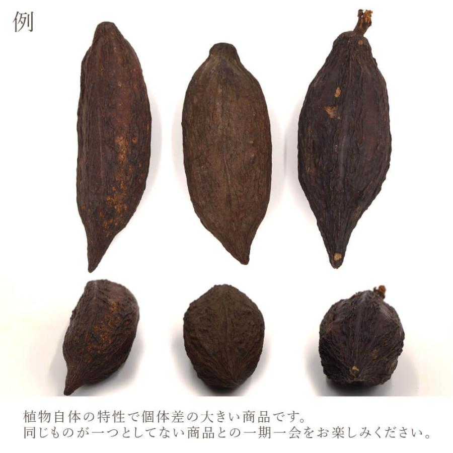 ドライフラワー 花材 即日出荷 カカオホール・小 ナチュラル ※小サイズ