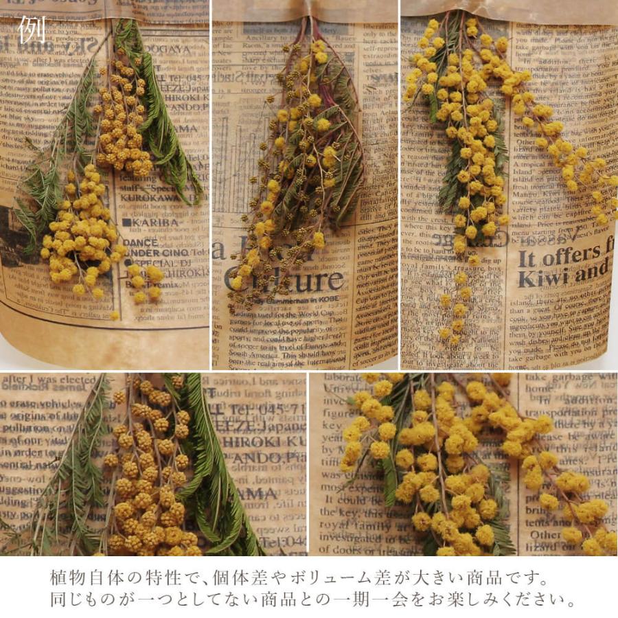 ドライフラワー 花材 即日出荷 ミモザ・フラッグス 壁掛け (在庫限り
