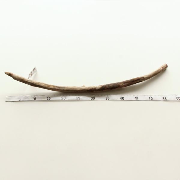 ンテリア雑貨 即日出荷 流木M 棒 流木 インテリア ディスプレイ 枝