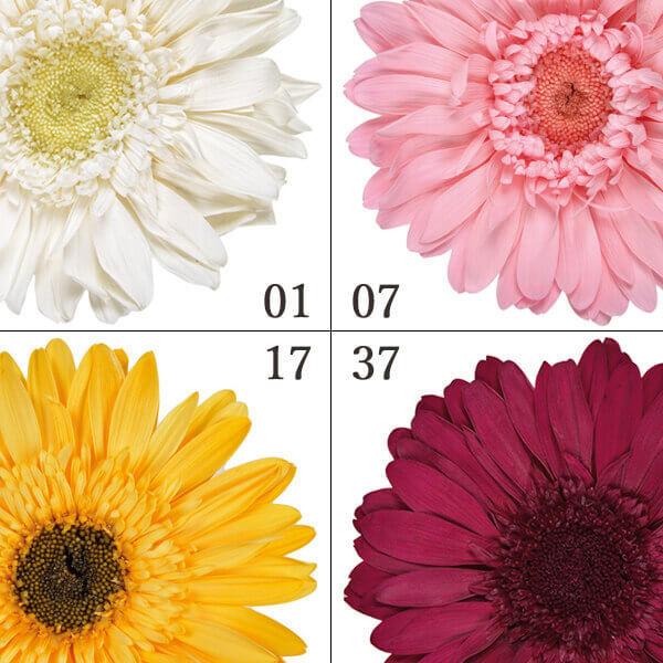 プリザーブドフラワー とりよせ品 Florever プレミアムガーベラ 1箱4輪入り Flr Fl480 造花ドライフラワー専門問屋花びし 通販 Yahoo ショッピング