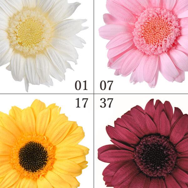 プリザーブドフラワー とりよせ品 Florever ミニガーベラ 1箱6輪入り Flr Fl481 造花ドライフラワー専門問屋花びし 通販 Yahoo ショッピング