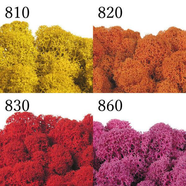 プリザーブドフラワー 花材 とりよせ品 ノルディックモス 50g ドライ