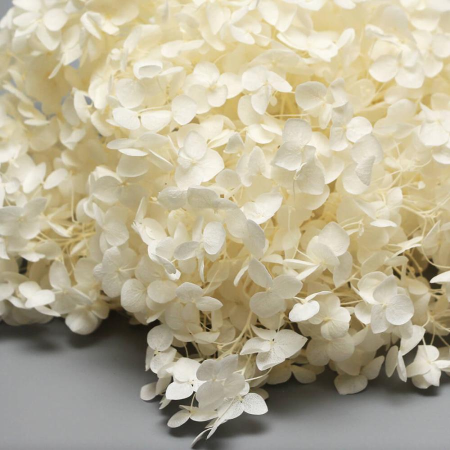 プリザーブドフラワー 花材 即日出荷 アナベルアジサイ ピュア