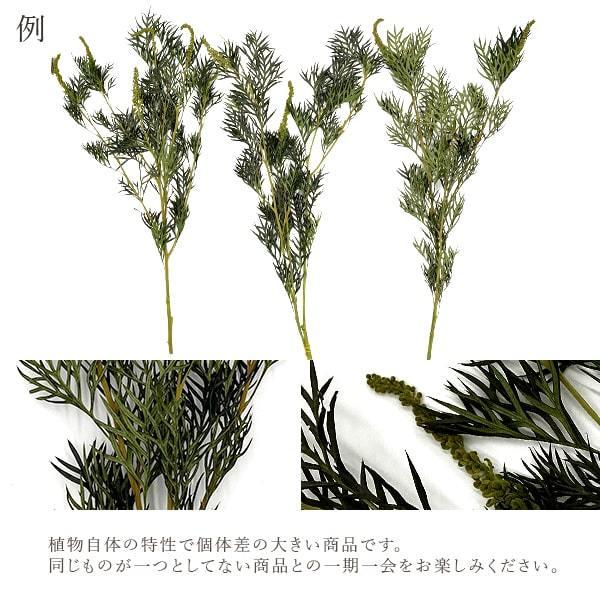 ドライフラワー 花材 即日出荷 GPグレビレアロブスター グリーン