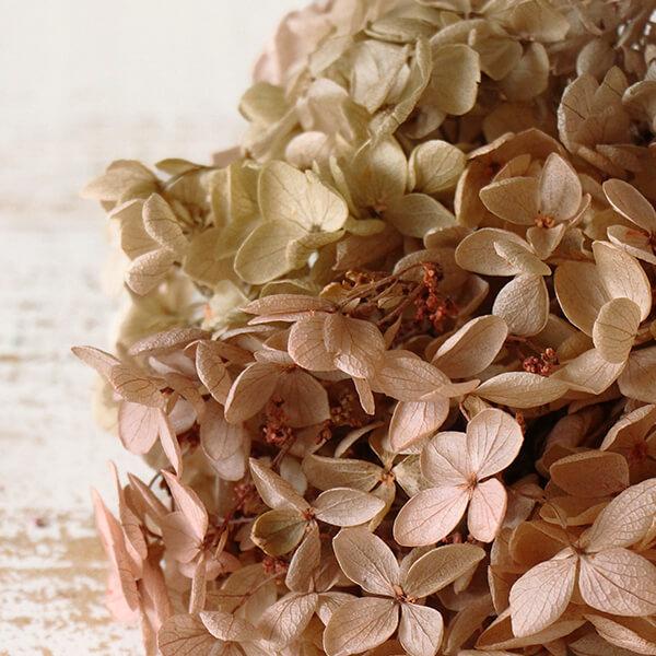 プリザーブドフラワー 即日出荷 Mono 限定 ピラミッドアジサイ ピンクベージュミックス アジサイ あじさい 紫陽花 花びら スワッグ 花 Mno Gppb 02 造花ドライフラワー専門問屋花びし 通販 Yahoo ショッピング