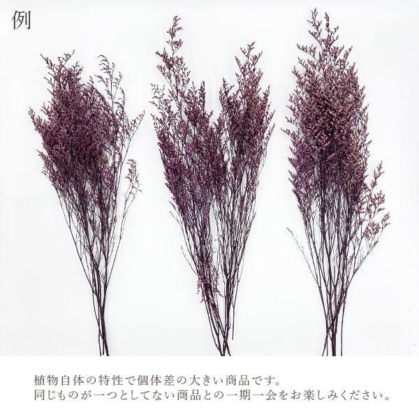 プリザーブドフラワー 花材》☆即日出荷☆MONO GPブルファンスターチス ピンク/バイオレット 葉 リーフ プリザーブドフラワー スワッグ 花束 :mno-gps-14:造花ドライフラワー専門問屋花びし - 通販 - Yahoo!ショッピング プリザーブドフラワー 花材》☆即日出荷☆MONO GPブルファンスターチス ピンク/バイオレット 葉 リーフ プリザーブドフラワー スワッグ 花束 :mno-gps-14:造花ドライフラワー専門問屋花びし - 通販 - Yahoo!ショッピング