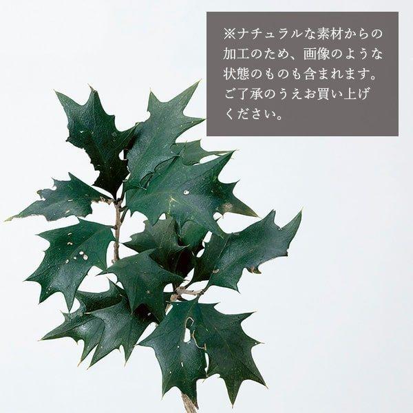 プリザーブドフラワー 花材 とりよせ品 ソフトヒイラギ ドライフラワー