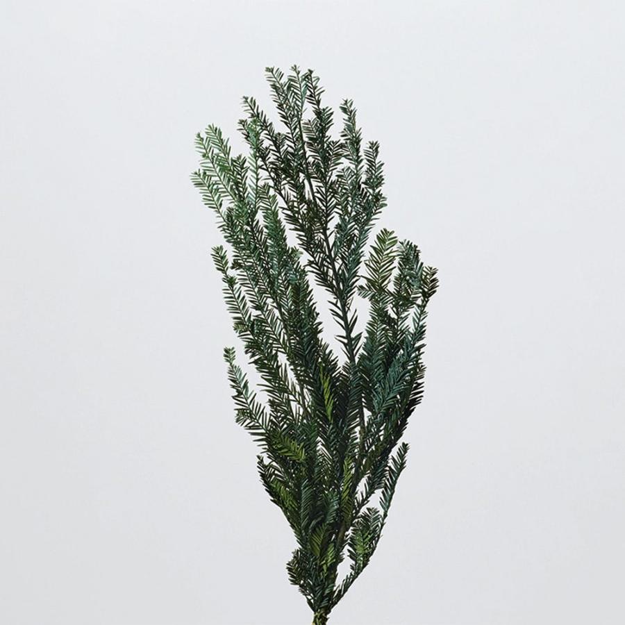 プリザーブドフラワー 花材 とりよせ品 センペルセコイア ドライ