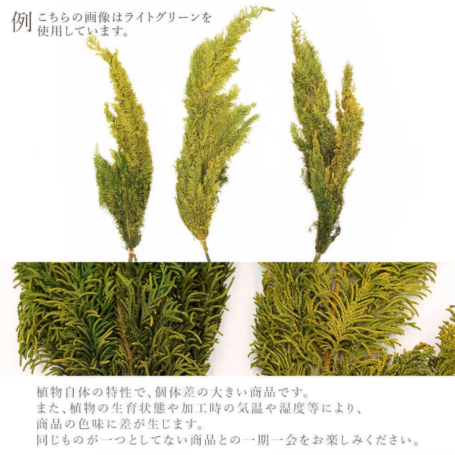 プリザーブドフラワー 花材 とりよせ品 大地農園 ソフトクジャクヒバ グリーン リーフ 葉 プリザグリーン プリザーブドグリーン ハーバリウム Och Pv1 造花ドライフラワー専門問屋花びし 通販 Yahoo ショッピング