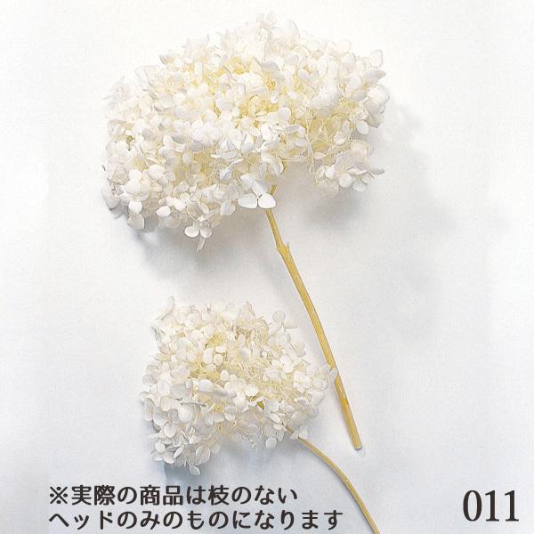 非常に高い品質 プリザーブドフラワー 花材 とりよせ品 大地農園 ソフトアナベル ヘッド 1箱約2輪入り アジサイ あじさい 紫陽花 ハーバリウム プリ 封入 Aynaelda Com