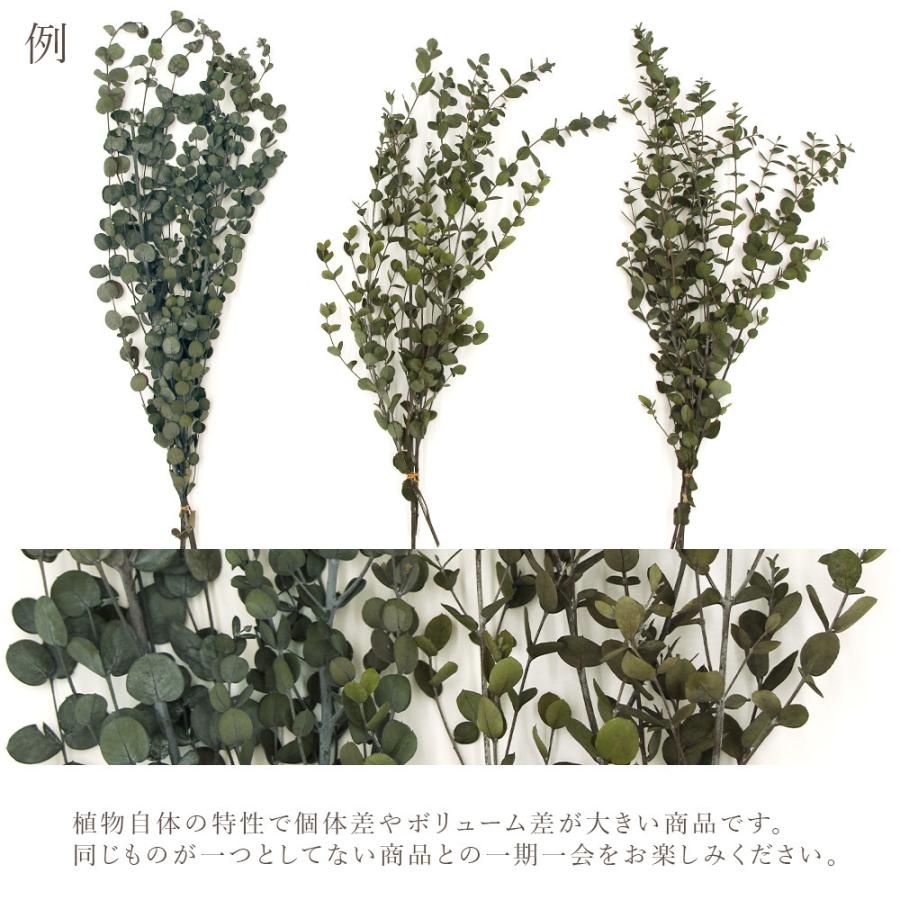 プリザーブドフラワー 花材》◇とりよせ品◇大地農園 グニーユーカリ(国産) グリーン グリーン リーフ 葉 プリザグリーン プリザーブドグリーン :och-02295:造花ドライフラワー専門問屋花びし - 通販 - Yahoo!ショッピング プリザーブドフラワー 花材》◇とりよせ品◇大地農園 グニーユーカリ(国産) グリーン グリーン リーフ 葉 プリザグリーン プリザーブドグリーン :och-02295:造花ドライフラワー専門問屋花びし - 通販 - Yahoo!ショッピング