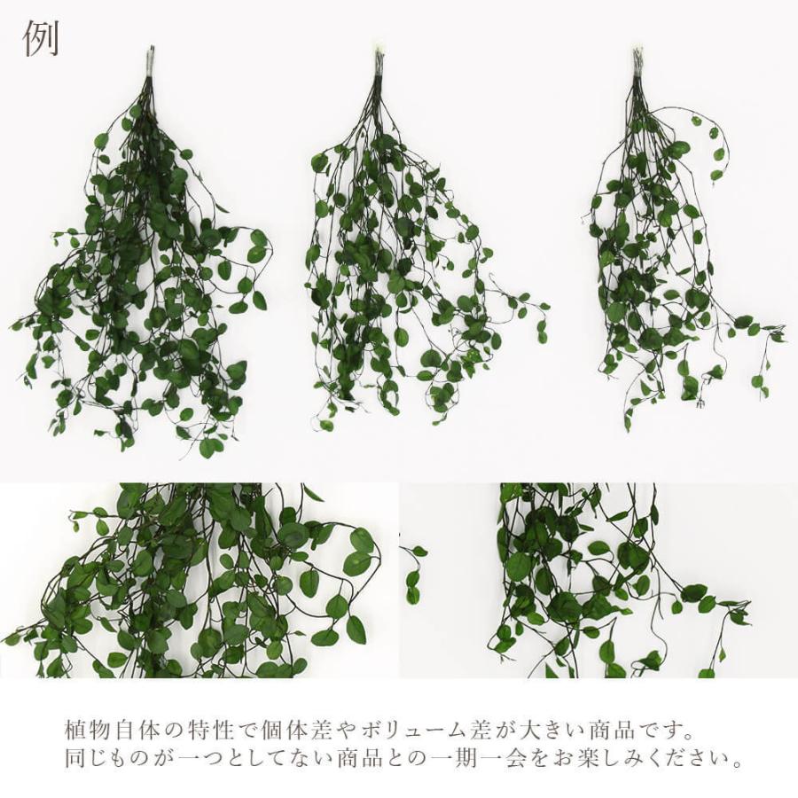 プリザーブドフラワー 花材》◇とりよせ品◇大地農園 ワイヤープランツ・ショート グリーン グリーン リーフ 葉 プリザグリーン ハーバリウム プリ :och-02651:造花ドライフラワー専門問屋花びし - 通販 - Yahoo!ショッピング プリザーブドフラワー 花材》◇とりよせ品◇大地農園 ワイヤープランツ・ショート グリーン グリーン リーフ 葉 プリザグリーン ハーバリウム プリ :och-02651:造花ドライフラワー専門問屋花びし - 通販 - Yahoo!ショッピング