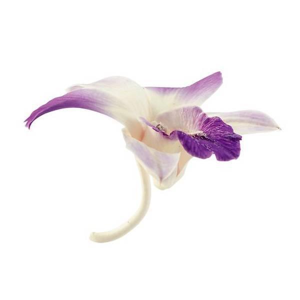 プリザーブドフラワー とりよせ品 大地農園 デンファレ ソニア 1箱5輪入り パープル Och 造花ドライフラワー専門問屋花びし 通販 Yahoo ショッピング