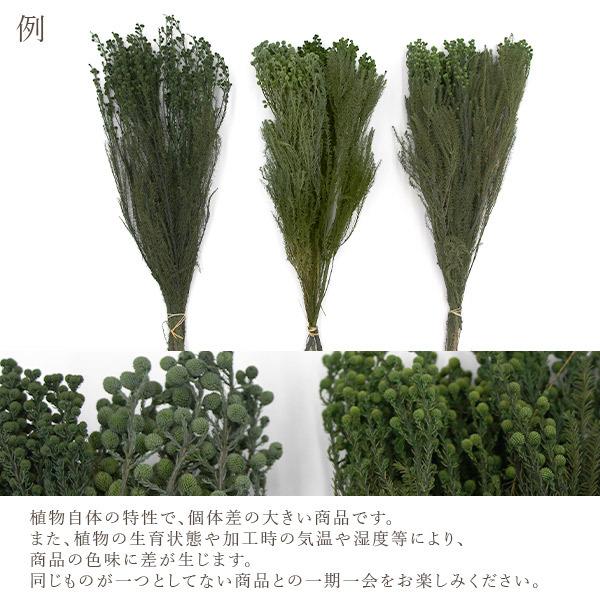 プリザーブドフラワー 花材》◇とりよせ品◇大地農園 バーゼリア グリーン グリーン リーフ 葉 プリザグリーン プリザーブドグリーン ハーバリウム :och-03100:造花ドライフラワー専門問屋花びし - 通販 - Yahoo!ショッピング プリザーブドフラワー 花材》◇とりよせ品◇大地農園 バーゼリア グリーン グリーン リーフ 葉 プリザグリーン プリザーブドグリーン ハーバリウム :och-03100:造花ドライフラワー専門問屋花びし - 通販 - Yahoo!ショッピング