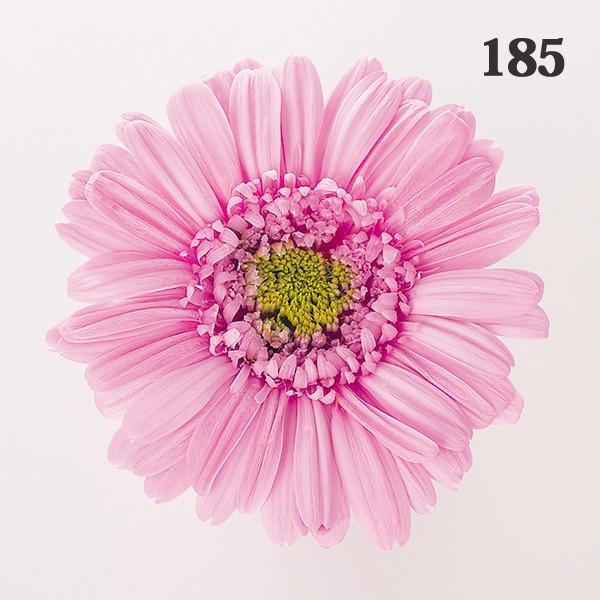 プリザーブドフラワー 花材 とりよせ品 ガーベラ(1箱9輪入り) ドライ