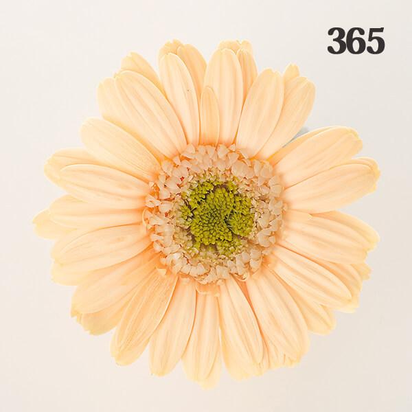 P5倍中 爆買】 プリザーブドフラワー 花材 とりよせ品 ガーベラ(1箱9輪